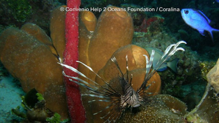 Lion Fishes (304)_4838